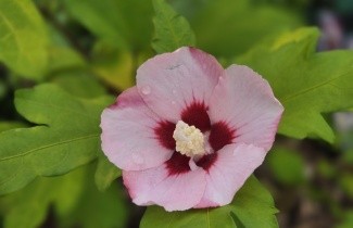 Afbeelding Altheastruik  'Hamabo' - Hibiscus syriacus 'Hamabo'