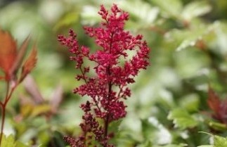 Afbeelding Spirea rood - Astilbe 'Fanal'