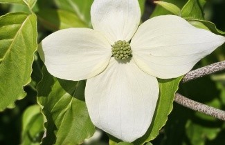 Afbeelding Japanse grootbloemige kornoelje 'White Dream' - Cornus kousa 'White Dream'