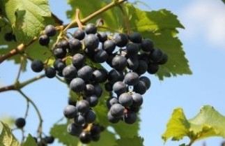 Afbeelding Blauwe druif 'Boskoop Glorie' - Vitis vinifera 'Boskoop Glorie'