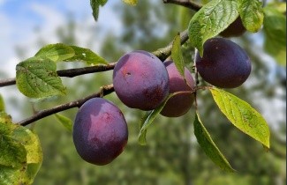 Afbeelding Pruim 'Belle de Louvain' - Prunus domestica 'Belle de Louvain'