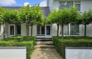 Afbeelding Dakplataan - Platanus x hispanica / Platanus acerifolia