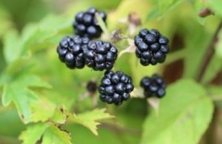 Afbeelding Doornloze braam 'Thornless Evergreen' - Rubus fruticosus 'Thornless Evergreen'