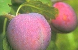 Afbeelding Pruim 'Avalon' - Prunus domestica 'Avalon'