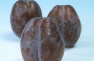 Afbeelding Pruim "Bluefre" - Prunus domestica 'Bluefre'
