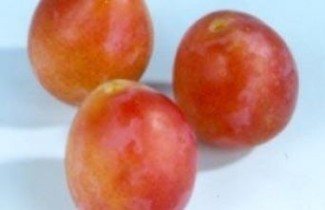 Afbeelding Pruim "Early Laxton" - Prunus domestica 'Early Laxton'