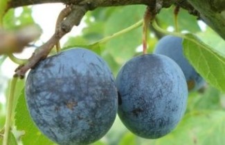 Afbeelding Pruim "Early Prolific" - Prunus domestica 'Early Prolific'
