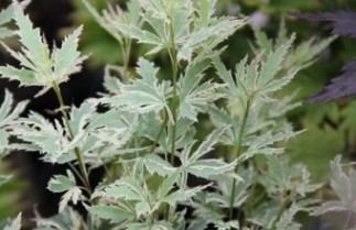 Afbeelding Japanse Esdoorn 'Butterfly' - Acer palmatum 'Butterfly'