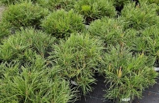 Afbeelding Bergden - Pinus mugo mugo