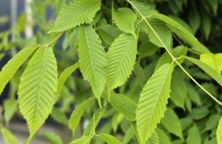 Afbeelding Haagbeukbladige Esdoorn - Acer carpinifolium