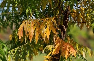 Afbeelding Fluweelboom 'Dissecta' - Rhus typhina 'Dissecta'