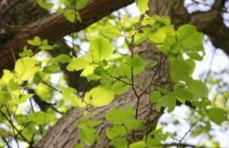Afbeelding Iep 'Lobel' - Ulmus 'Lobel'