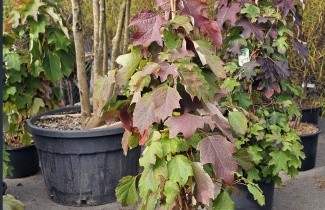 Afbeelding Eikenbladhortensia - Hydrangea quercifolia