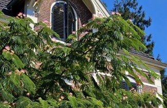 Afbeelding Perzische Slaapboom - Albizia julibrissin