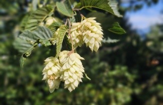 Afbeelding Hopbeuk - Ostrya carpinifolia