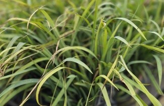 Afbeelding Zegge 'Bunny Blue' - Carex laxiculmis 'Bunny Blue'