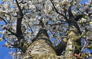 Afbeelding Chinese Kers - Prunus 'Umineko'