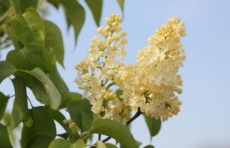 Afbeelding Sering 'Primrose' - Syringa vulgaris 'Primrose'