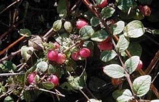 Afbeelding Sneeuwbes 'Hancock' - vakbeplanting - Symphoricarpos chenaultii 'Hancock'