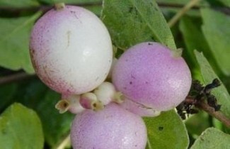 Afbeelding Sneeuwbes 'Magic Berry' - vakbeplanting - Symphoricarpos doorenbosii 'Magic Berry'