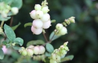Afbeelding Sneeuwbes 'Mother of Pearl' - vakbeplanting - Symphoricarpos doorenbosii 'Mother of Pearl'