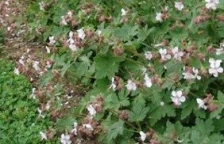 Afbeelding Ooievaarsbek, Biokovo - Geranium can. 'Biokovo'