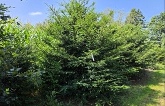 Afbeelding Venijnboom - Taxus baccata