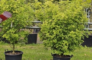 Afbeelding Veldesdoorn - Acer campestre 'Nanum'