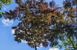 Afbeelding Perzische Slaapboom 'Summer Chocolate' - Albizia julibrissin 'Summer Chocolate'