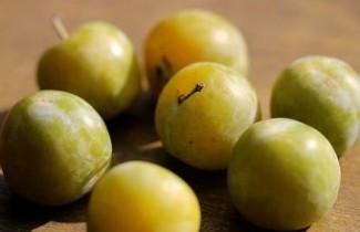 Afbeelding Pruim 'Reine Claude Verte'  - Prunus domestica 'Reine Claude Verte'
