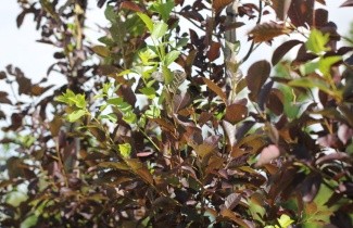 Afbeelding Sierkers, 'Shubert' - Prunus virginiana 'Shubert'
