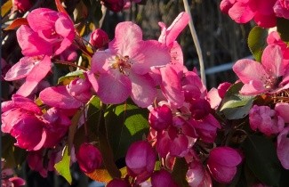 Afbeelding Sierappel 'Rudolph' - Malus 'Rudolph'