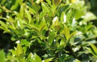 Afbeelding Hulst 'Blue Maid'  - Ilex meserveae 'Blue Maid'