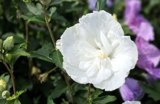 Afbeelding Altheastruik 'William R. Smith' - Hibiscus syriacus 'William R. Smith'