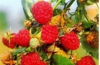 Afbeelding Herfstframboos 'Heritage' - Rubus idaeus 'Heritage'
