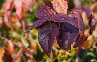 Afbeelding Perzisch IJzerhout 'Bella' - Parrotia persica 'Bella'
