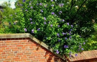 Afbeelding Wilde Altheastruik - Hibiscus syriacus