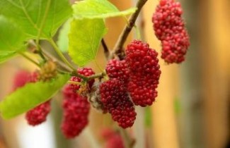 Afbeelding Witte Moerbei 'Giant Fruit' - Morus alba 'Giant Fruit'