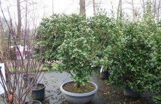 Afbeelding Camellia japonica - Camellia japonica