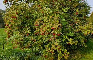 Afbeelding Gelderse roos - Viburnum Opulus