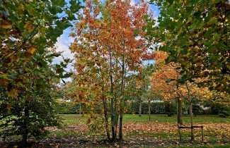Afbeelding Amerikaanse eik - Quercus rubra