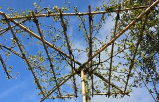 Afbeelding Haagbeuk - Carpinus betulus