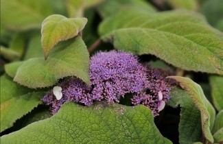 Afbeelding Fluweelhortensia - Hydrangea aspera 'Macrophylla'