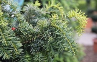 Afbeelding Taxus 'Dovastonii Aurea' - Taxus baccata 'Dovastonii Aurea'