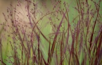 Afbeelding Vingergras 'Shenandoah' - Panicum virgatum 'Shenandoah'