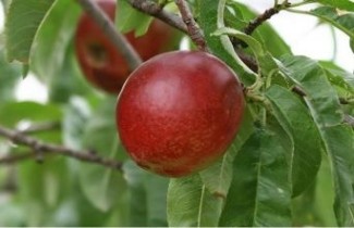 Afbeelding Perzik 'Peregrine' - Prunus persica 'Peregrine'