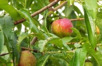 Afbeelding Perzik 'Vaes Oogst' - Prunus persica 'Vaes Oogst'