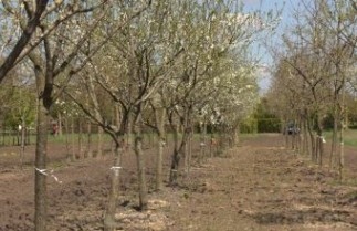 Afbeelding Pruim ras onbekend - Prunus domestica cv