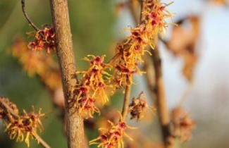 Afbeelding Toverhazelaar 'Jelena' - Hamamelis x intermedia 'Jelena'