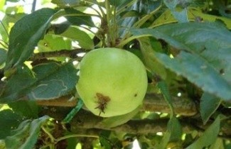 Afbeelding Appel 'Gloster' - Malus domestica 'Gloster'